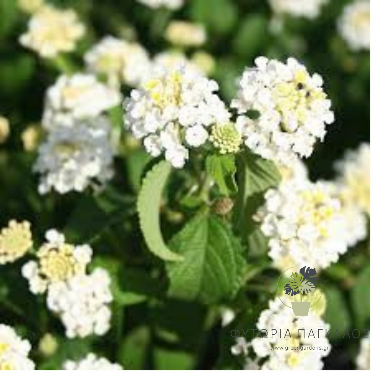 Λαντάνα (Lantana montevidensis) – Πολύχρωμο Ανθοφόρο Φυτό - 3